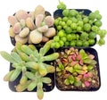 2 Inch Assorted Succulent Plants - Live Mixed Rosette & Unique Succulent Variety Pack, Healthy Rooted Succulents for Indoor/Outdoor Decor, Terrarium, DIY Garden & Gift (4-24PACK)
