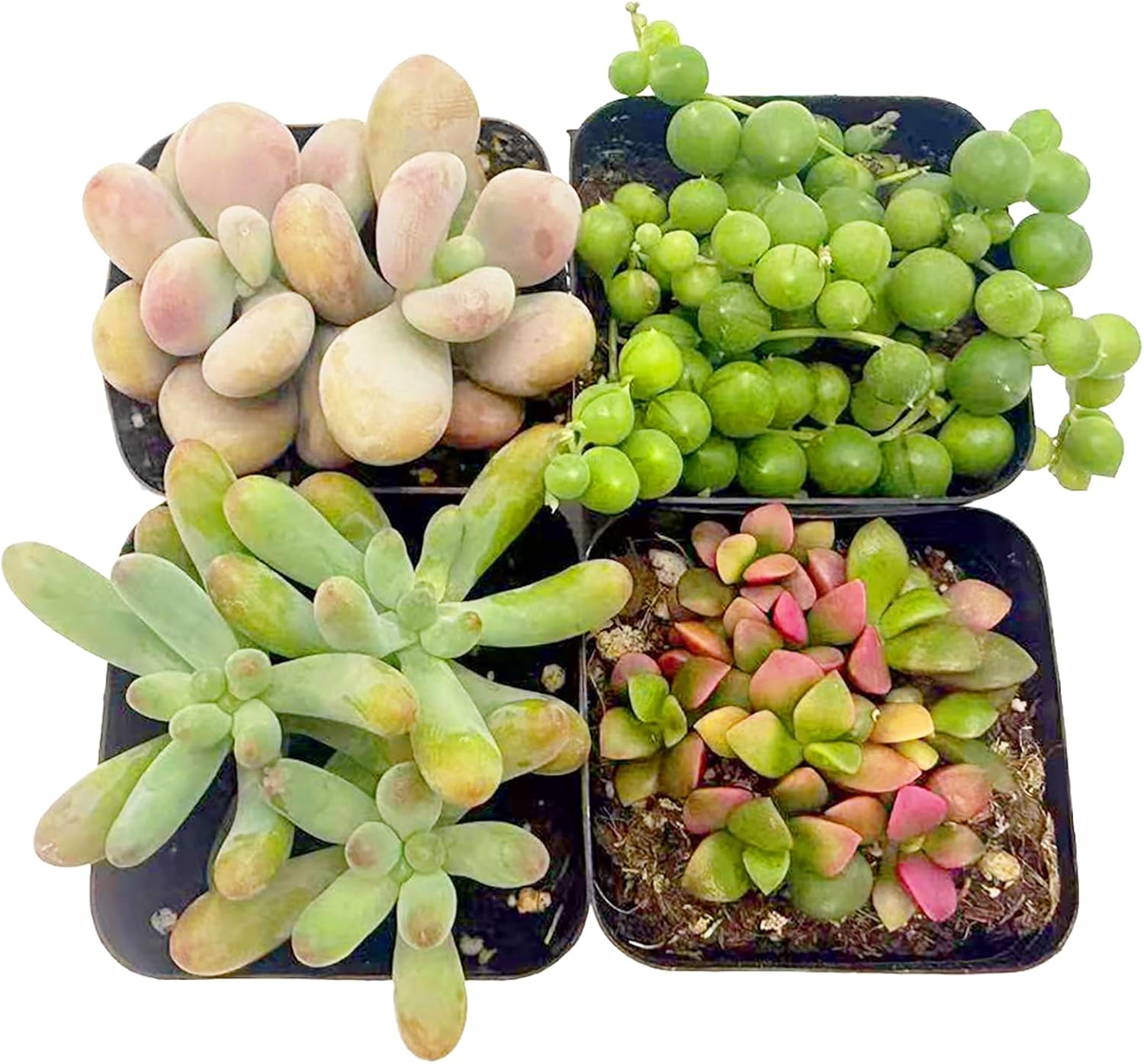 2 Inch Assorted Succulent Plants - Live Mixed Rosette & Unique Succulent Variety Pack, Healthy Rooted Succulents for Indoor/Outdoor Decor, Terrarium, DIY Garden & Gift (4-24PACK)