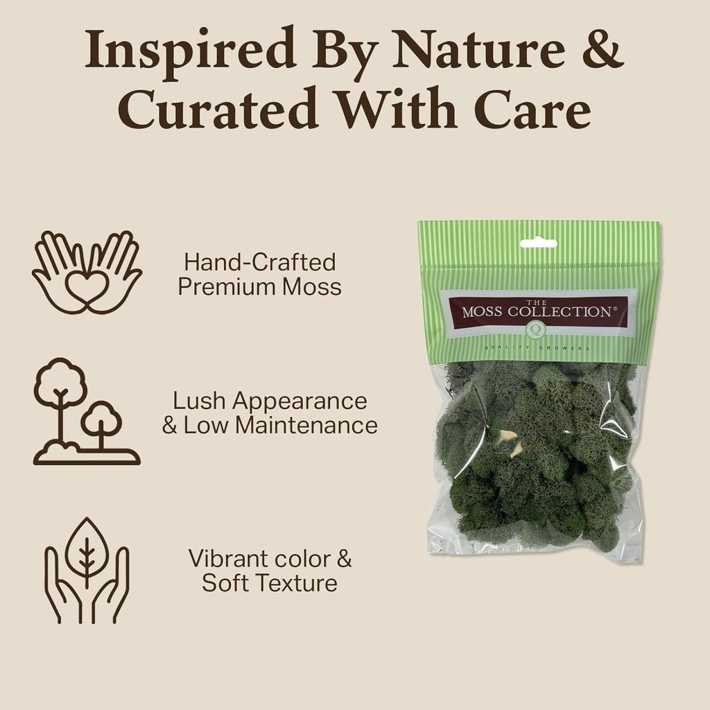 Preserved Reindeer Moss - Moss for Crafts, Home Decor, Art, Design & DIY Projects - Non-Toxic - USA Made (Basil, Small)