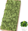 Preserved Reindeer Moss 17.6 OZ Chartreuse Natural for Crafts, DIY Gift Christmas Decor, Wall Art, Potted Plants, Fake Moss for Easter Table Decor Wedding Decorative(1.1 LB, Chartreuse)