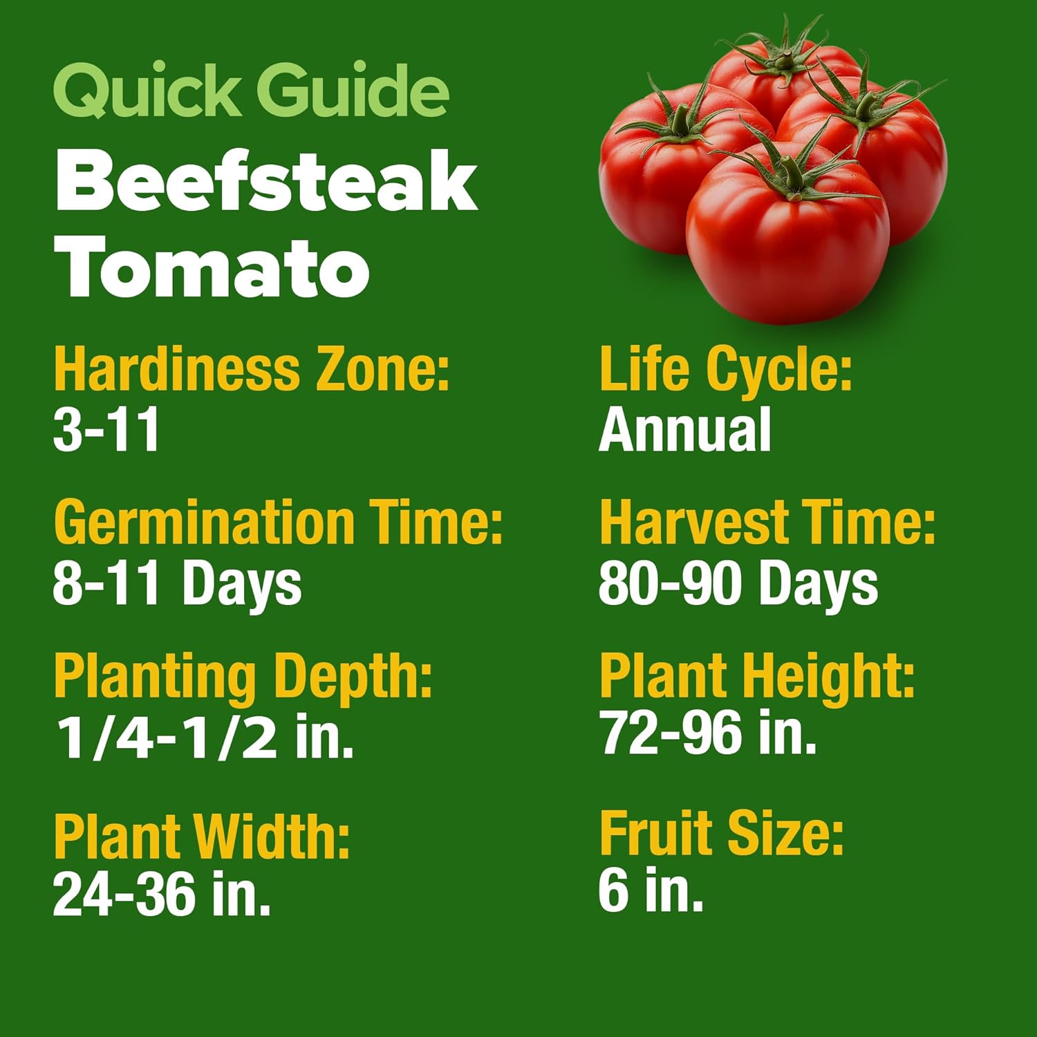 HOME GROWN Beefsteak Tomato Seed 2Pack - 600 Heirloom Tomato Seeds for Planting Outdoors – High-Yield Non-GMO Vegetable Seeds for Growing Large, Meaty Tomatoes for Summer Dishes (Solanum lycopersicum)