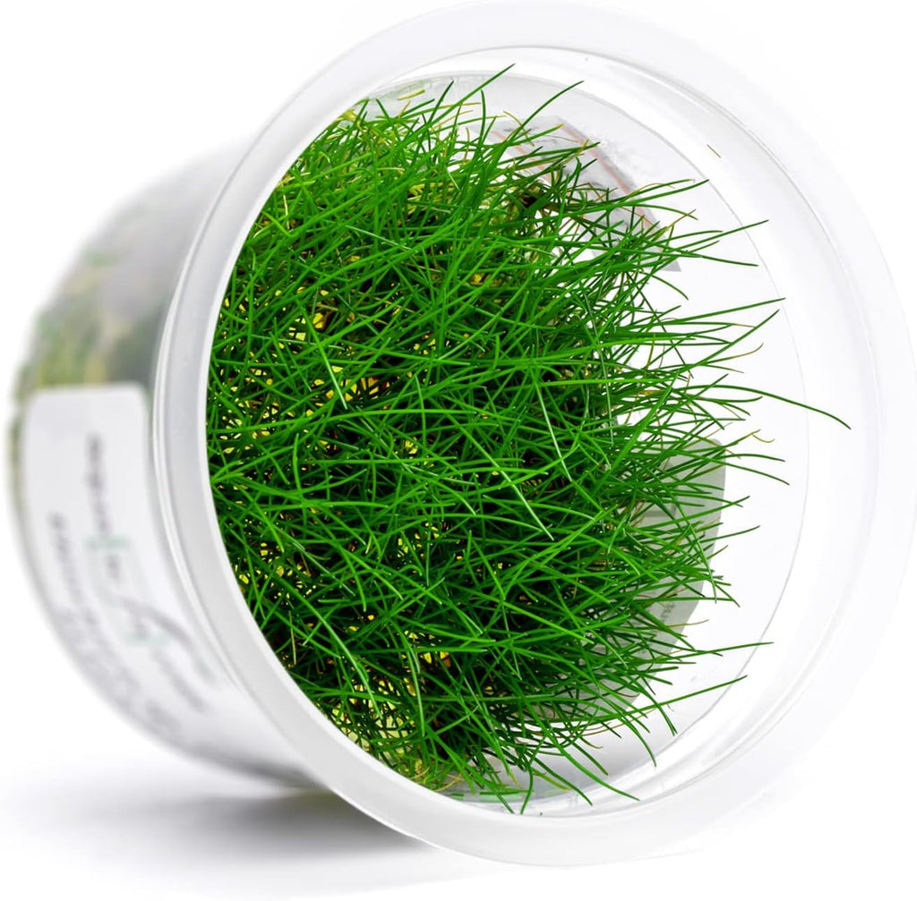 SubstrateSource Live Plant - Dwarf Hairgrass Eleocharis Belem Tissue Culture Aquatic Live Aquarium Plant - 100% Snail Free in Vitro Cup (Dwarf Hairgrass)