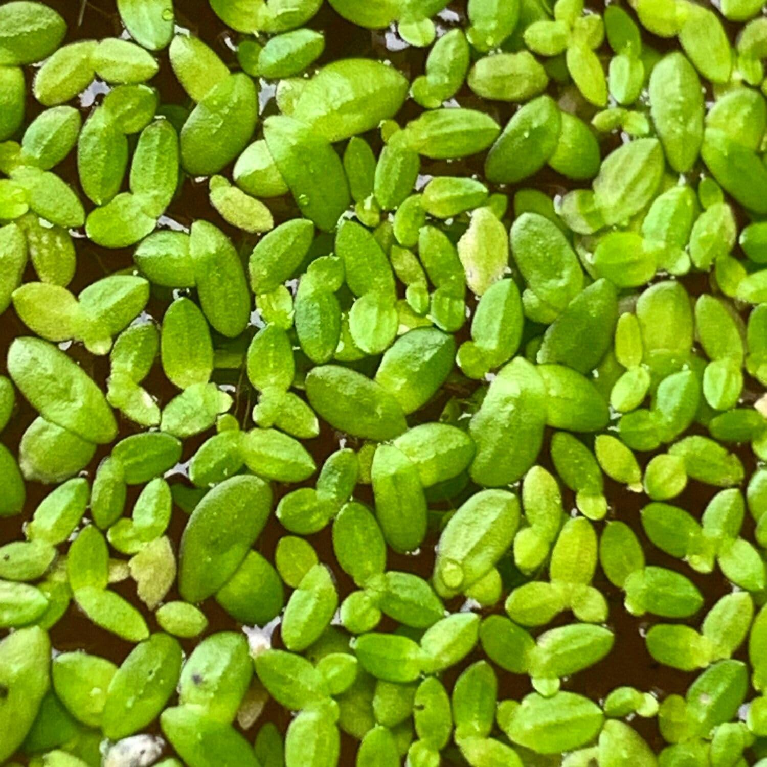 Duckweed Live Plants for Aquarium, 2000 Plants, Live Duckweed Plants, Live Aquarium Plants, Aquarium Plants Live, Small Plants