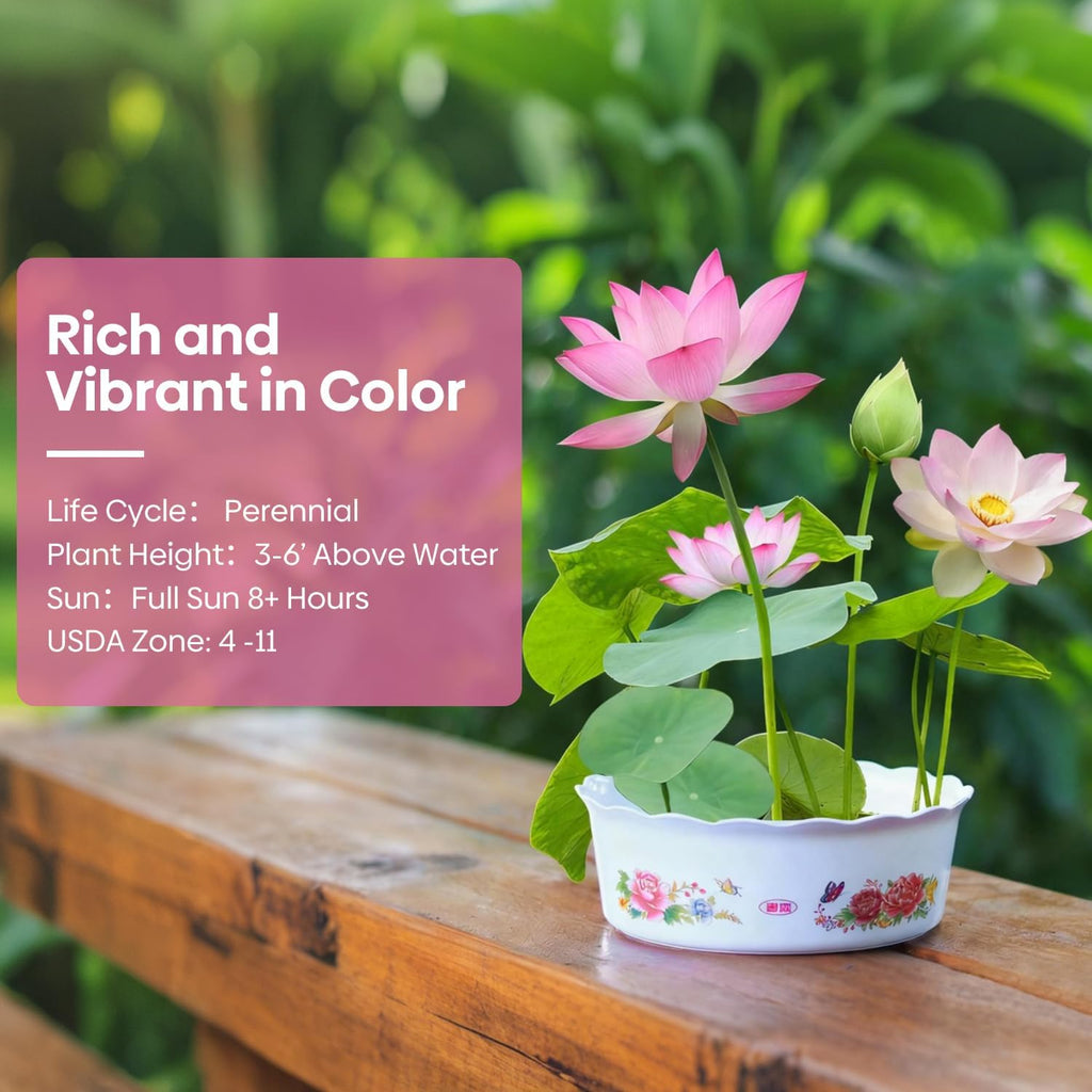 10Pcs Pre-Cut Water Lotus Seeds, High Germination Bowl Lotus (Pink/Red/Green) - Premium Aquatic Plants for Ponds & Bonsai