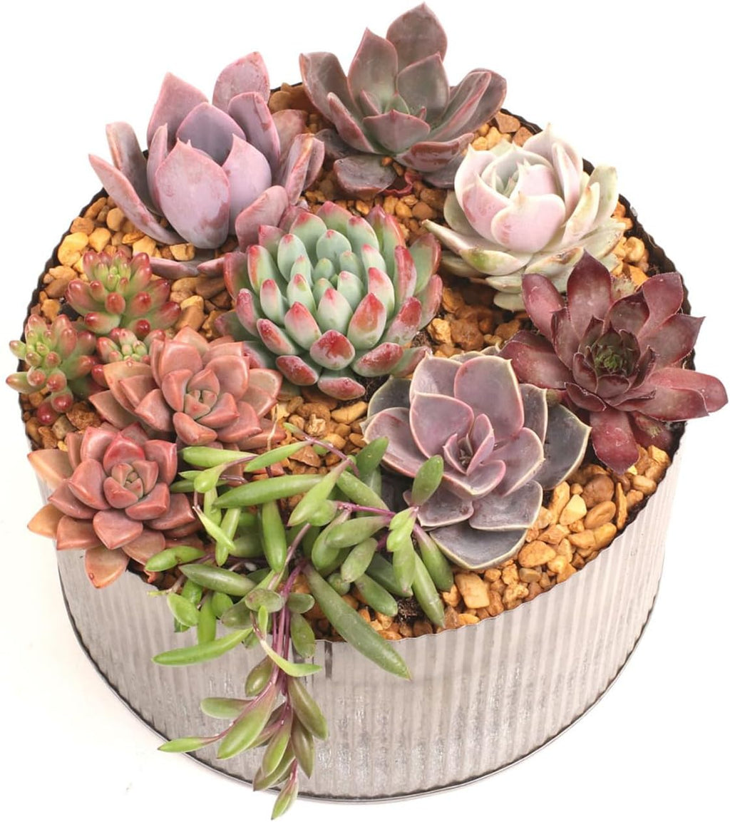 Mountain Crest Gardens Sweetheart Succulent Variety Pack - 12 Live Plants in 2 Inch Pots, Rosette, Trailing & Upright Types - Real Succulents for Indoor Display, DIY Projects, Thoughtful Gifts