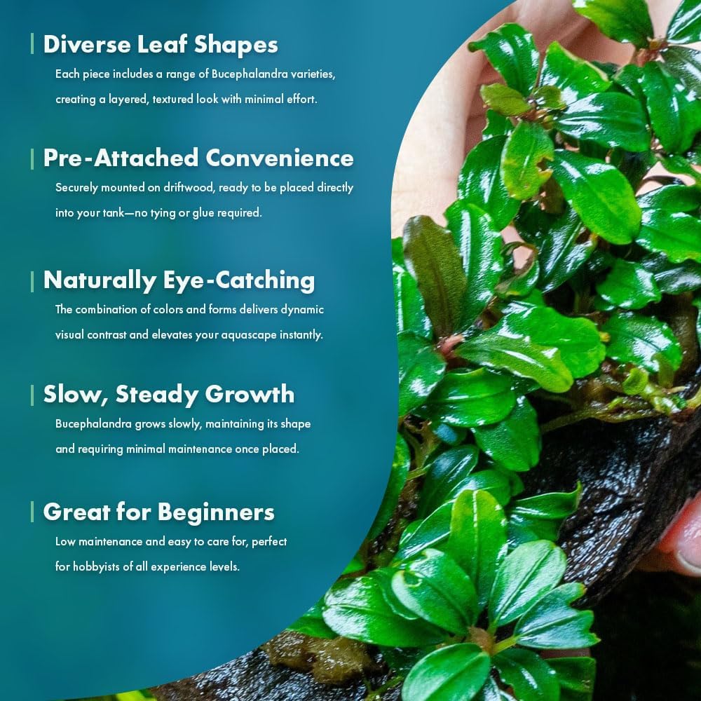 SubstrateSource Live Planted Decor - Bucephalandra Mix on Driftwood (Farmed) - Green Iridescent Aquatic Plants, Low to Medium Light, Foreground to Midground Tank Placement for Aquascaping - 1 Pack