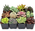 Mountain Crest Gardens Ultimate Succulent Variety Pack - 12 Unique Live Plants, Many Types, Rooted in 2 inch Pots - Indoor/Outdoor Real Succulents for Garden Decor, Favors, DIY Arrangements