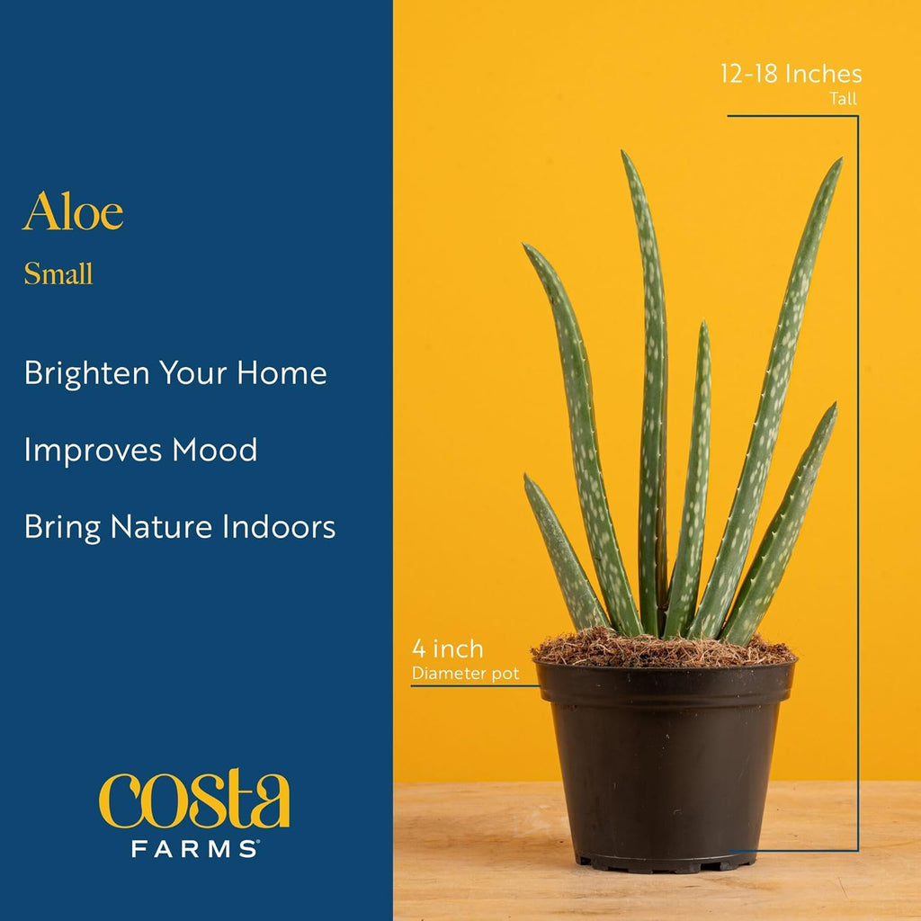 Costa Farms Aloe Vera, Easy to Grow Live Succulent Plant, Indoor Houseplant in Décor Plant Pot, Housewarming, Birthday Gift, Room or Home Decor, 10-12 Inches Tall