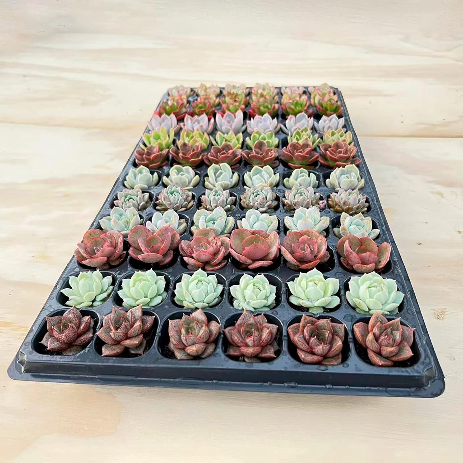 Sprout N Green 1 Assorted Succulents with Root, Live Plants Collection, Without Plant Pot, Great for Gardener Beginner, DIY Projects, Wedding Party Favor, Easy to Care