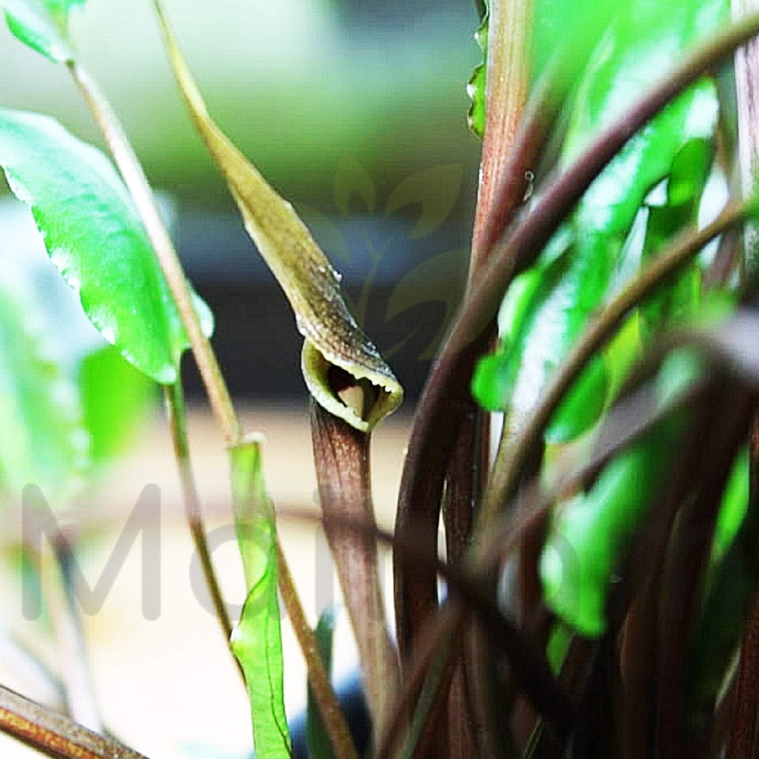 Cryptocoryne Wendtii "Red" Rooted Pot Freshwater Live Aquarium Plants Decoration