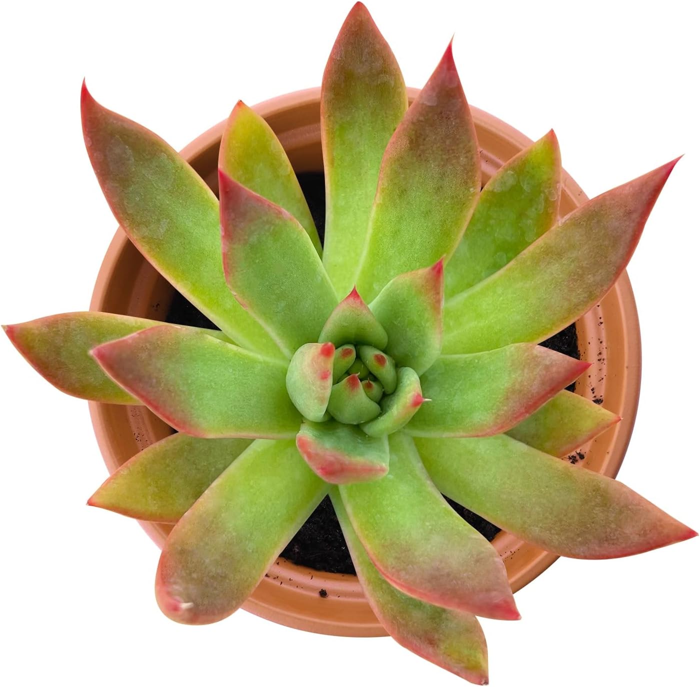 4-inch Succulent Echeveria Agavoides 'Morgain', Live Succulents Plants Fully Rooted in Pots with Soil, Easy-Care House Plants for DIY, Home Office Decoration