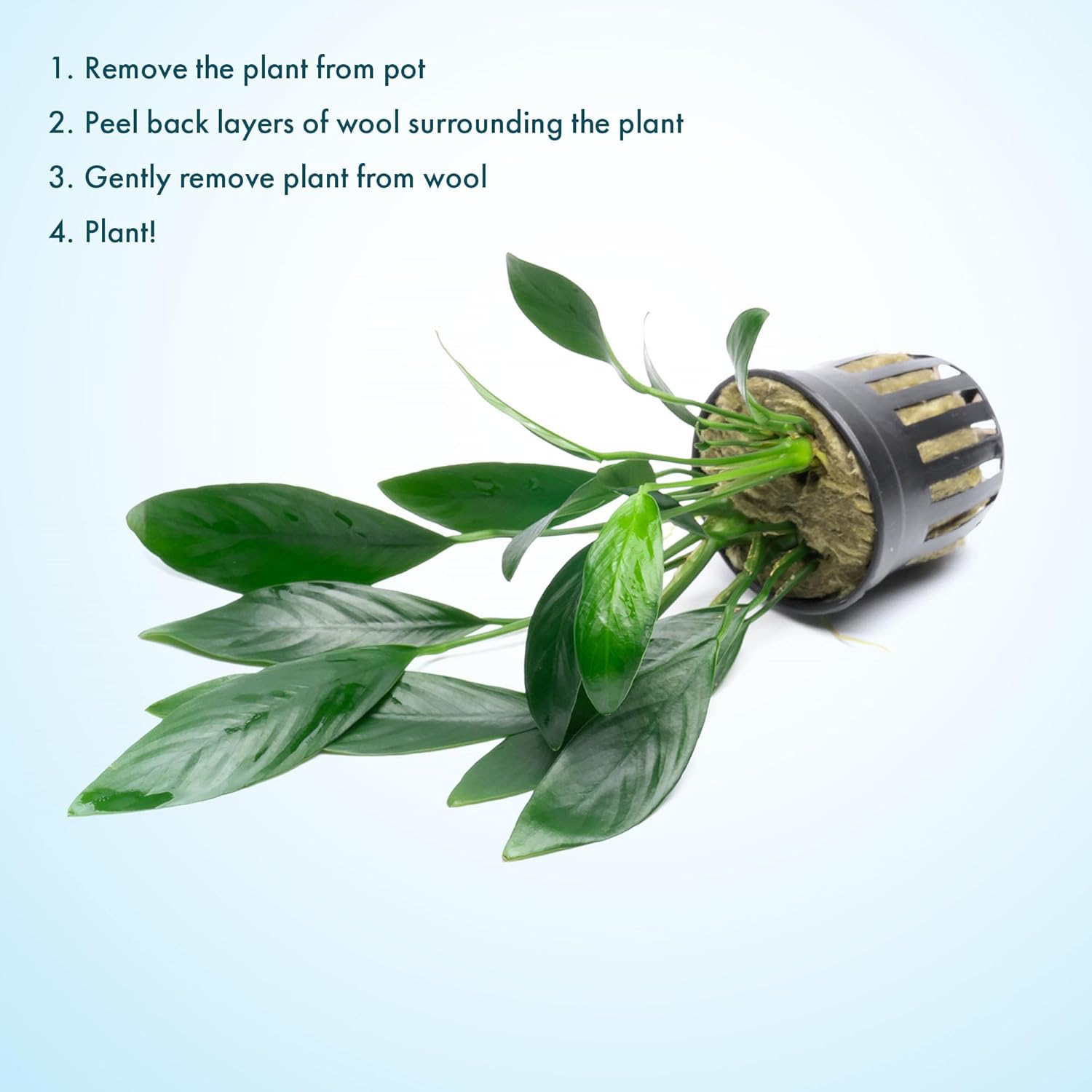 SubstrateSource Anubias Live Aquarium Plants - Potted Freshwater Plant for Fish Tanks, Terrariums - Beginner Friendly Low Light (Congensis, Mother Plant)