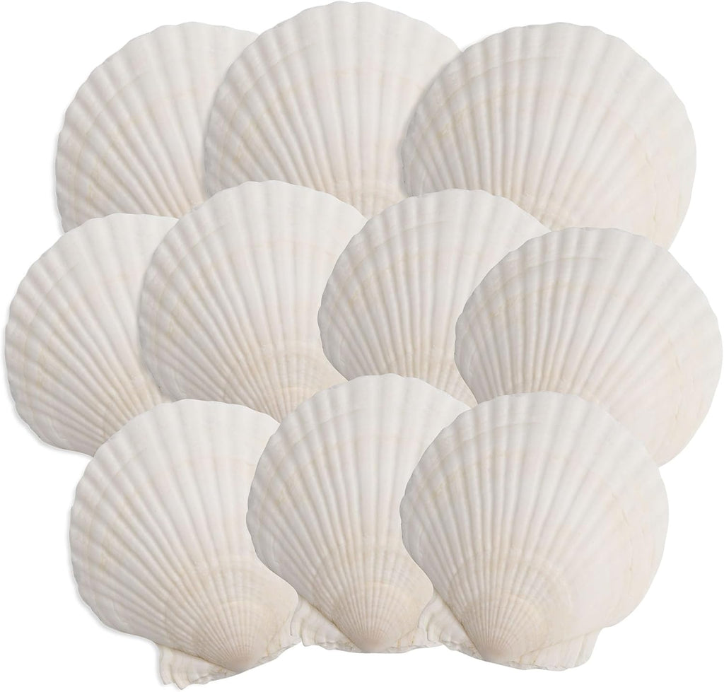10PCS Scallop Shells, 4''-5'' White Seashells,for DIY Crafts, Painting, Ocean Themed Parties and Home Decorations.