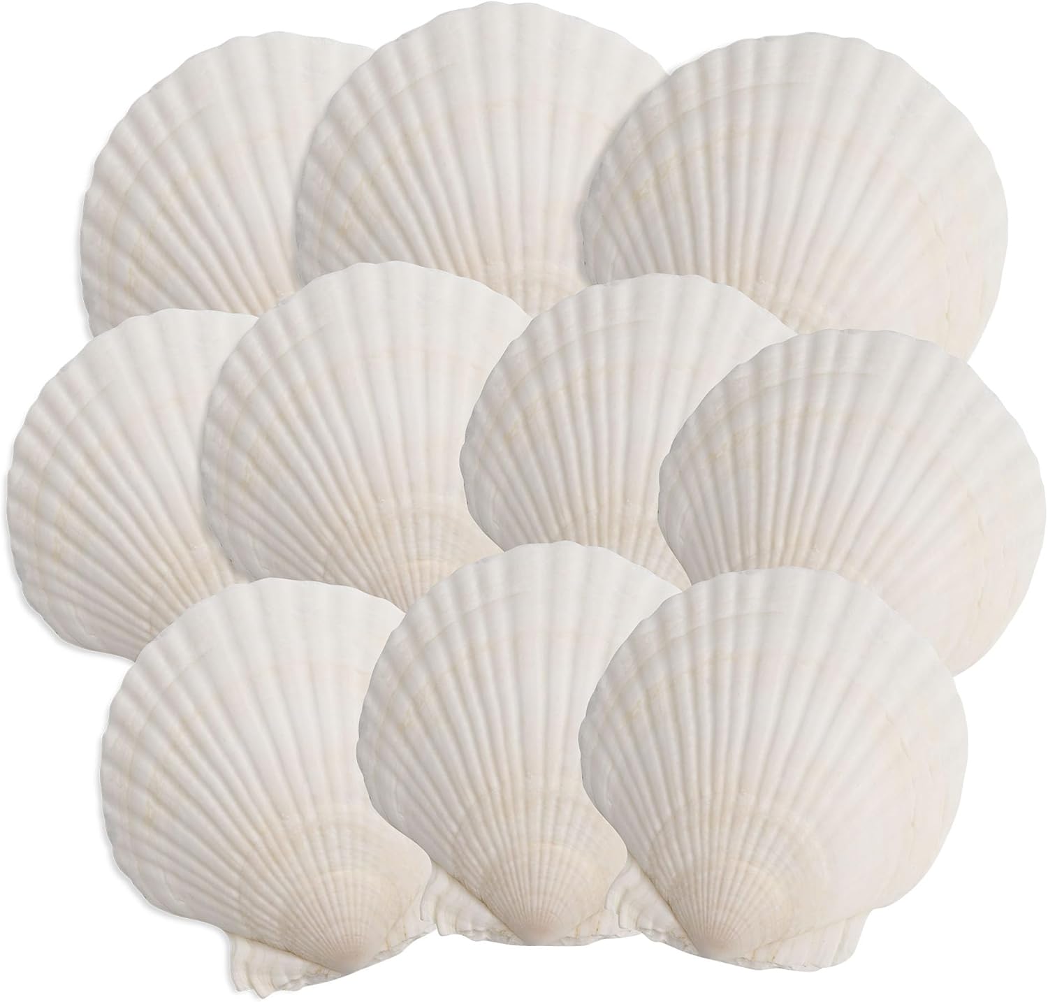 10PCS Scallop Shells, 4''-5'' White Seashells,for DIY Crafts, Painting, Ocean Themed Parties and Home Decorations.