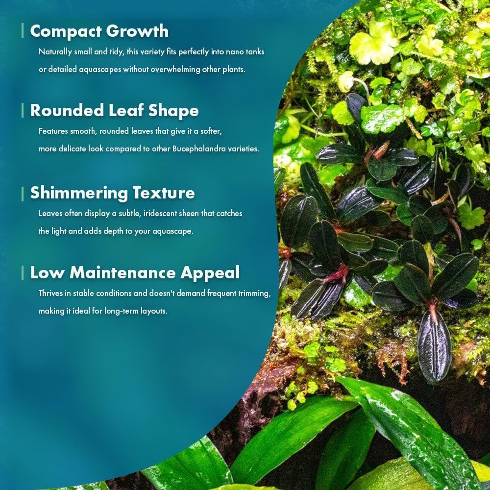 SubstrateSource Live Plants - Bucephalandra Kedagang Round Mini (Bucephalandra sp. 'Kedagang Round Mini') - Low to Medium Light, Dark Green Rounded Leaves, Foreground to Midground - Pot - 1 Pack