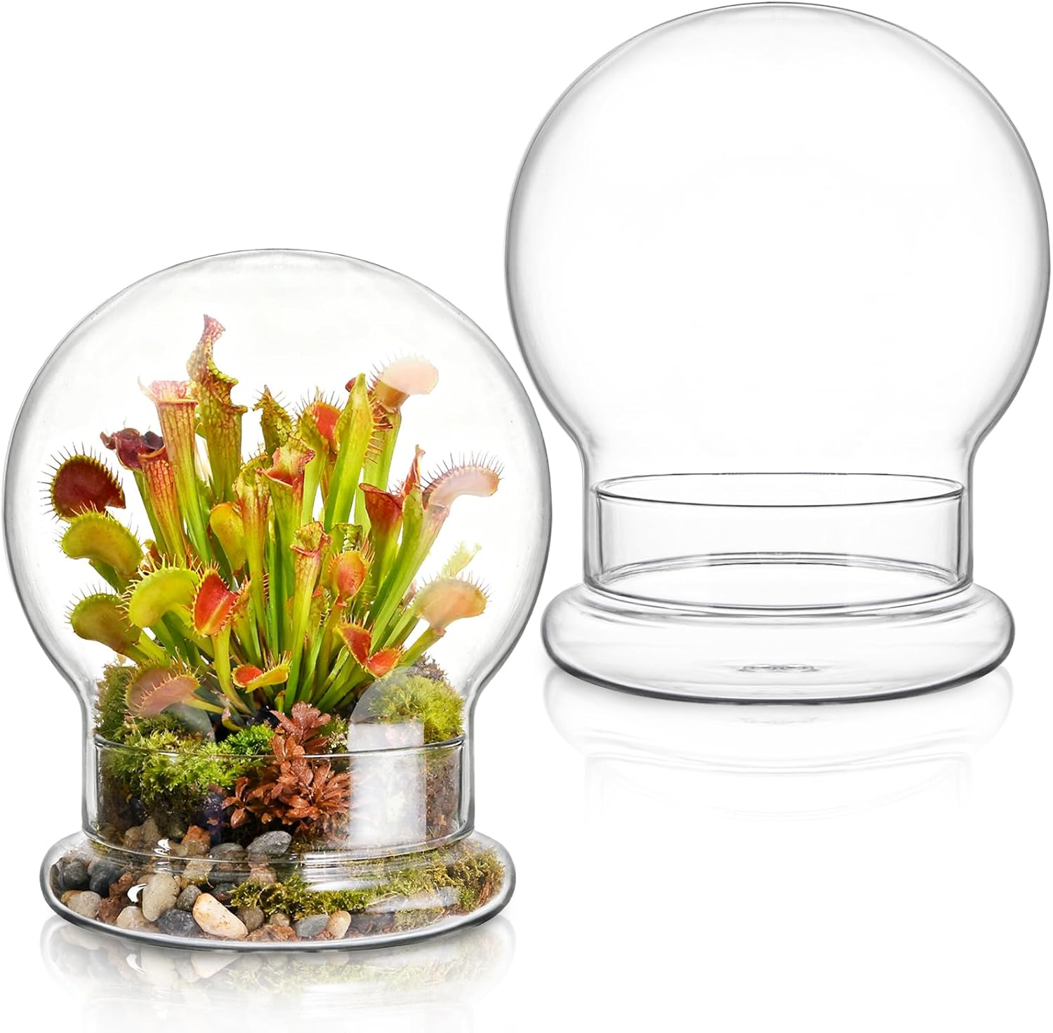 2 Pack Round Glass Cloche Domes with Air Hole and Base, 4.6×6.6 Inches Clear Terrarium Planter, Cloche Planters, Terrarium Bell Jar, Humidity Dome Glass for Plants, Mimosa