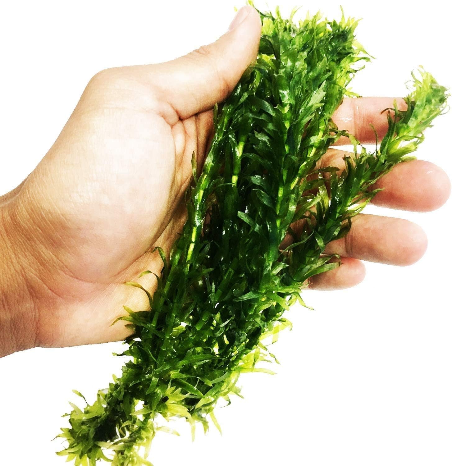 Anacharis | Elodea Densa Imported from Grower Live Aquarium Plant Stems Decorations BUY2GET1FREE