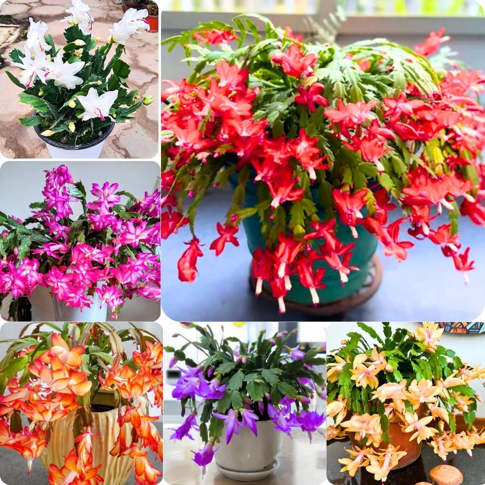 2 Christmas Cactus Plants Live, Holiday Blooming Indoor Plants Live Houseplants, Hanging Baskets Easy Care, Well-Rooted 5-8" Tall, No Pot, Bareroots, Single Stems (Mixed Christmas Cactus)