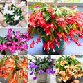 2 Christmas Cactus Plants Live, Holiday Blooming Indoor Plants Live Houseplants, Hanging Baskets Easy Care, Well-Rooted 5-8" Tall, No Pot, Bareroots, Single Stems (Mixed Christmas Cactus)