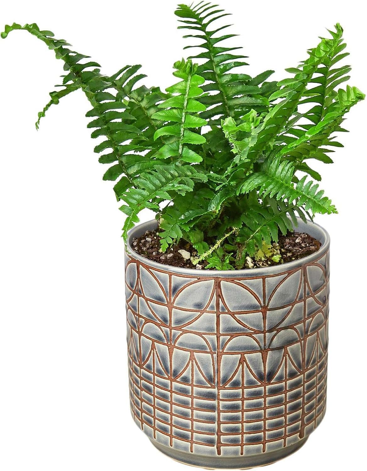 Jester's Crown Fern Live Plant for Indoor | Different Houseplants in 4'' & 6'' Pot | Real House Plant for Living Room, Office, Desk & Bathroom | Boston Fern | Sunjest Sword Fern