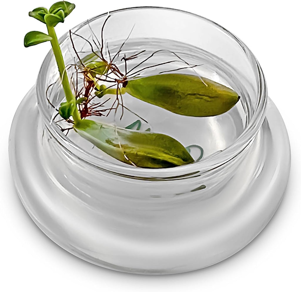 Bloomify Terra Gel Plant Propagation Seed Starter Tray with Glass Dome – Advanced Technology Gardening Supplies Plant Propagation Station for Succulents – Easy to Use Seed Starter Kit