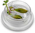 Bloomify Terra Gel Plant Propagation Seed Starter Tray with Glass Dome – Advanced Technology Gardening Supplies Plant Propagation Station for Succulents – Easy to Use Seed Starter Kit