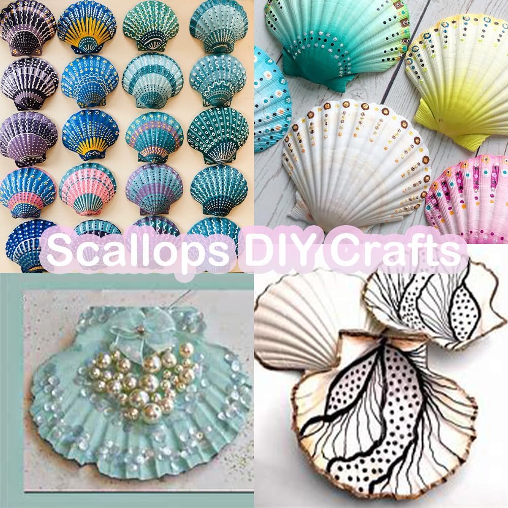 Large White Natural Scallop Seashells 2-3 Inch 12 Pack Decorative Sea Shells for DIY Painting Projects,Coastal Crafts,Beach Theme Decor,Wedding Centerpieces, Aquarium Decorations,Vase Fillers