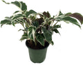 Fusion White Peacock Plant - Calathea - Easy House Plant - 4" Pot