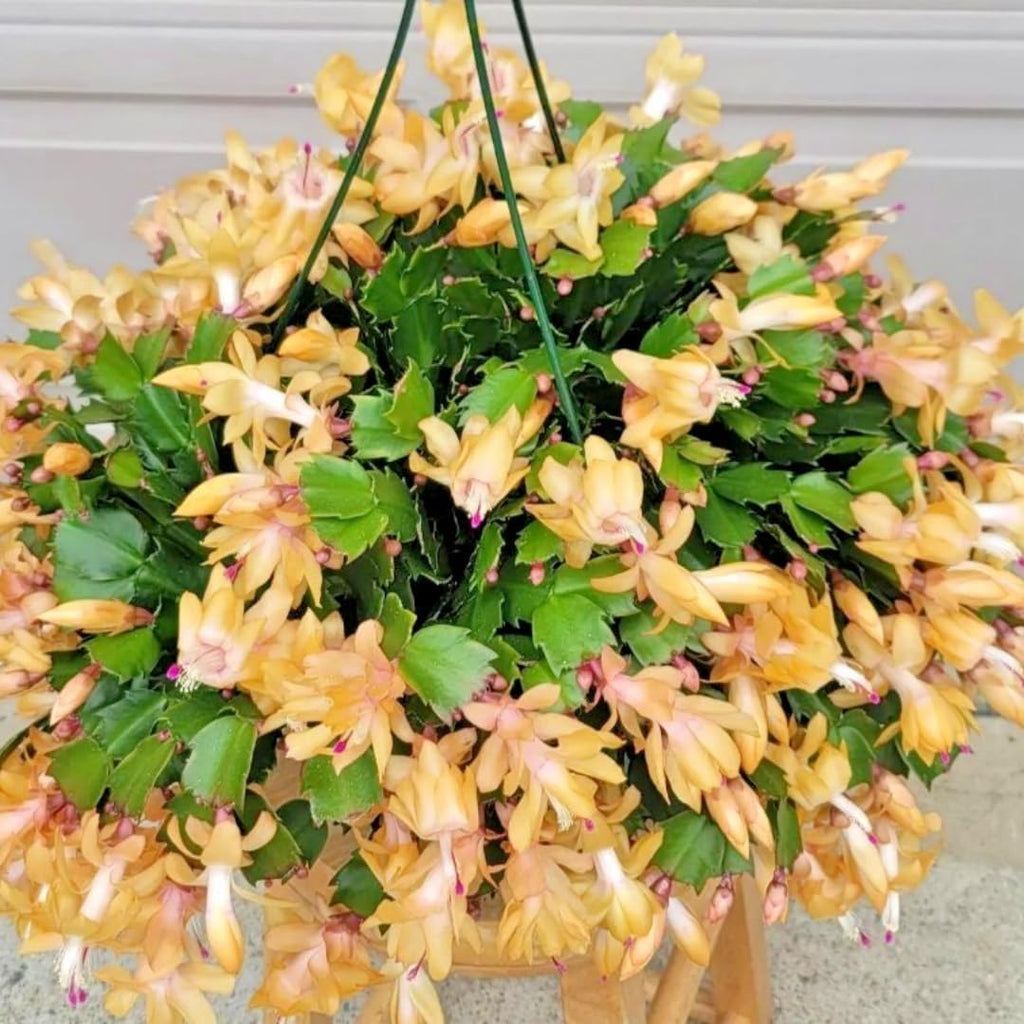 Christmas Cactus Plants Live, Thanksgiving Cactus Easter Cactus Like, 4-8 Inc Tall, Cold Hardy, Holiday Cactus for Indoor Outdoor Planting, Starter Size (Yellow)