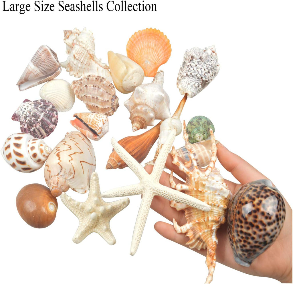 Jangostor 21 PCS Large Sea Shells Mixed Ocean Seashells, Various Sizes Natural Seashells Starfish Conch for Beach Theme Party, Home Decorations, DIY Crafts, Vase Filler Fish Tank Decorations