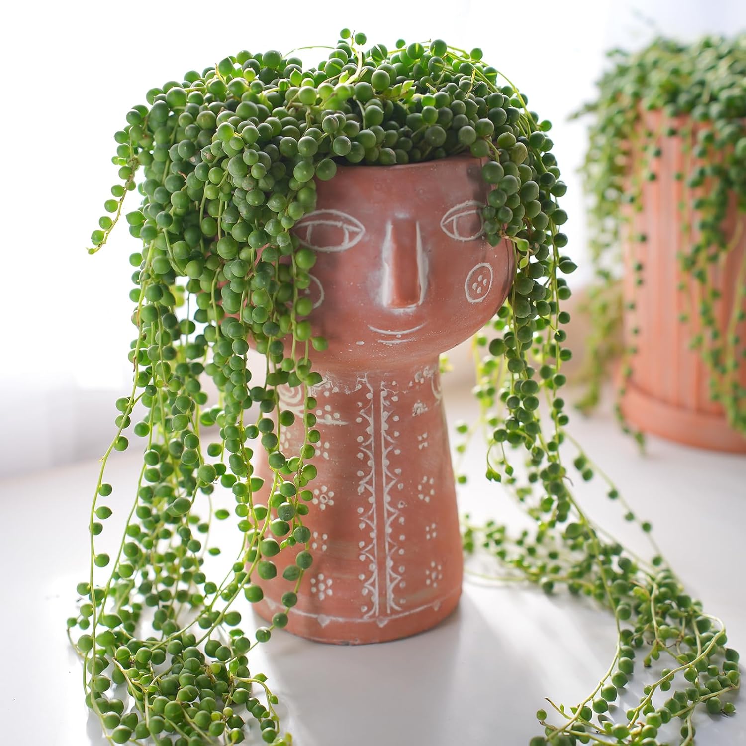 Sprout N Green Live Mini Succulent Plant, 2in String of Pearls, 1 Pack Rare Fully Rooted in Pot, Real House Plant for Home Office Wedding Decoration DIY Projects Party Favor