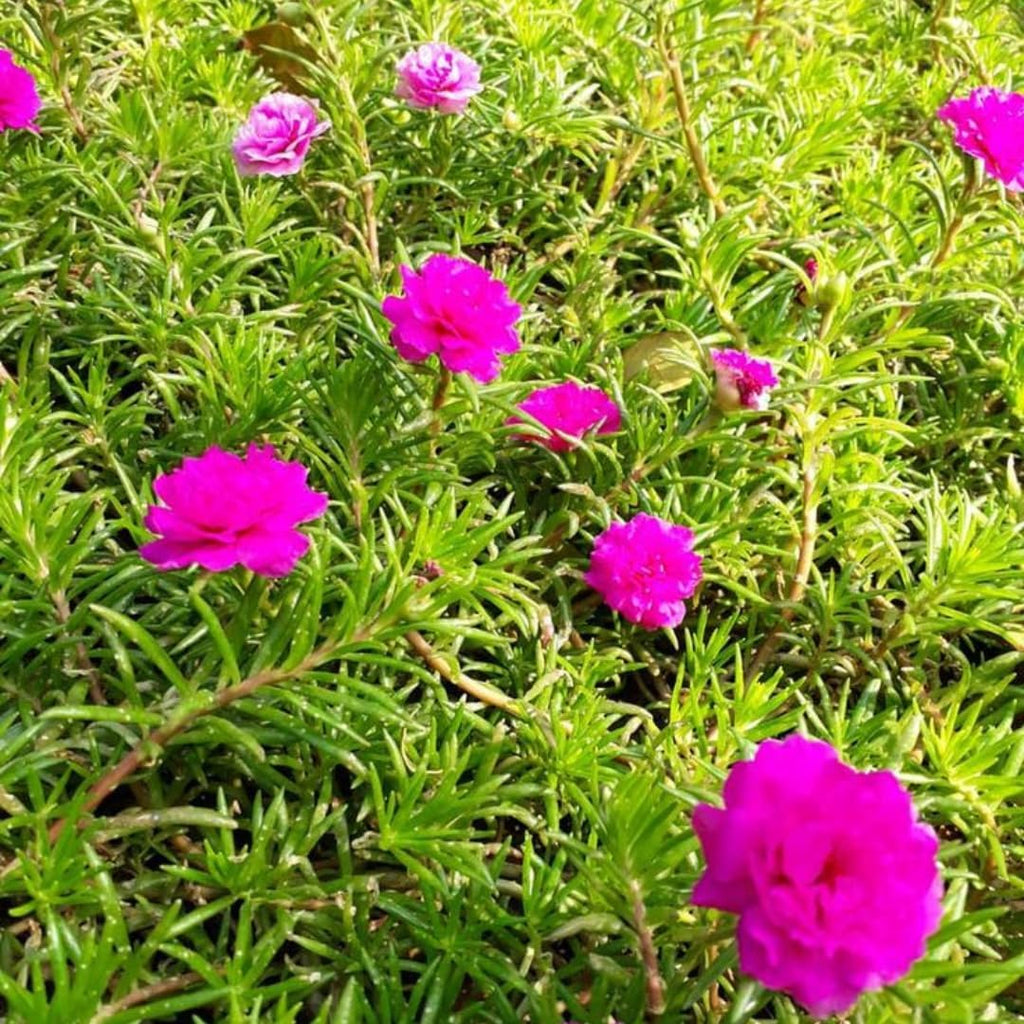 Moss Rose Live Plant, Pink Portulaca Bloom, Moss Flower Plants, 3-5 Inch for Growing