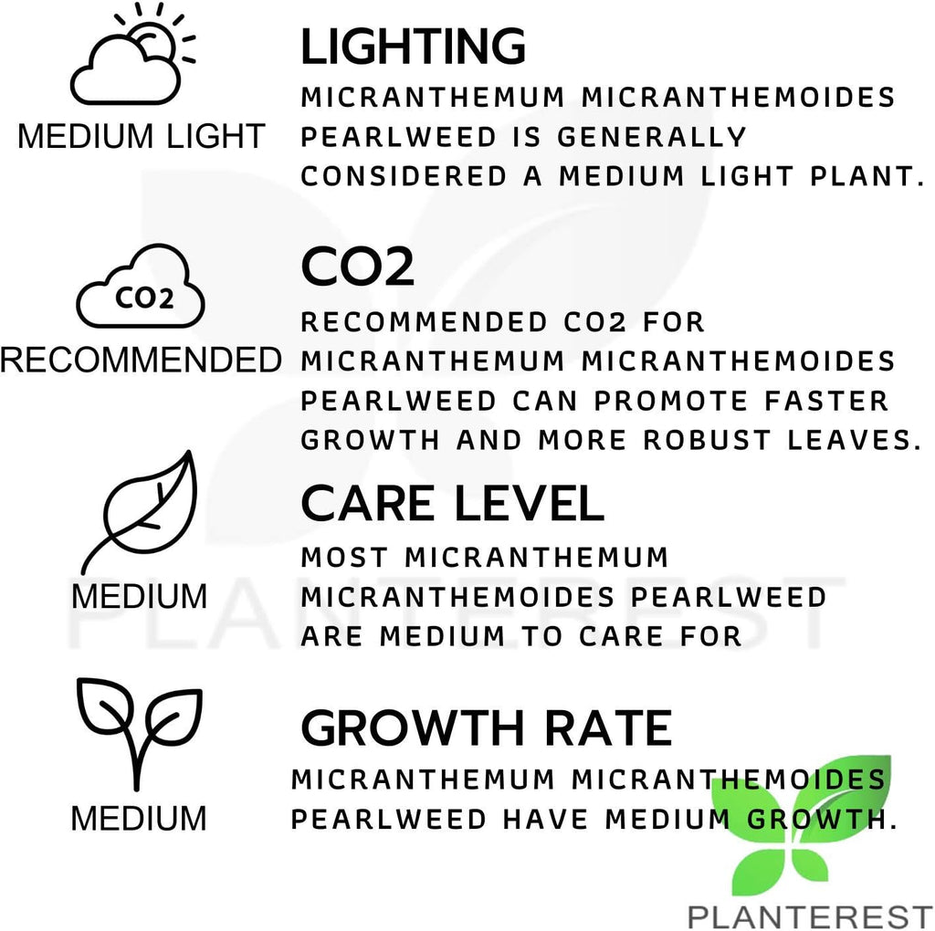 Micranthemum Micranthemoides Pearlweed Tissue Culture Vitro Cup Freshwater Carpet Live Aquarium Plants Decoration BUY2GET1FREE