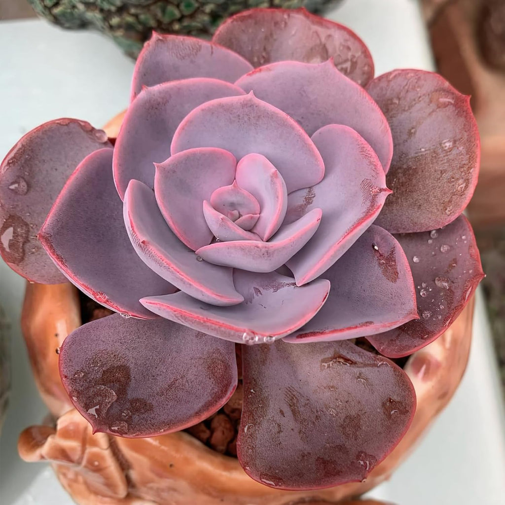Sprout N Green Purple Succulents Collection, 3 Live Succulent Plant Fully Rooted in 2 inch Starter Pot, Home Office Indoor Outdoor Wedding Decoration DIY Projects Party Favor