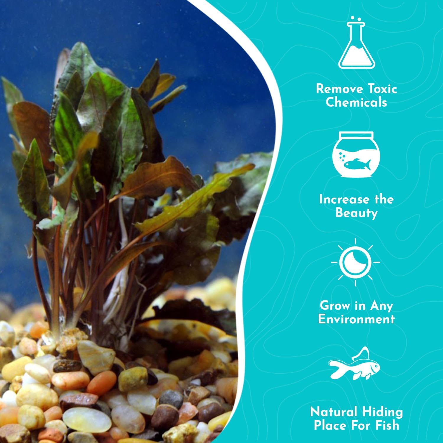 Cryptocoryne (Wendtii Brown) - Different Coloration - Aquascaping Plant - MidGround Positioning - All Natural & Organic Aquatic Plant - Long Lasting & Easy to Care - Small