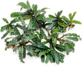 SubstrateSource Bucephalandra Catherinae Green Live Aquarium Plant - Natural Freshwater Fish Tank Decorations, Aquatic Décor - Small Clump (3-5 Plants)