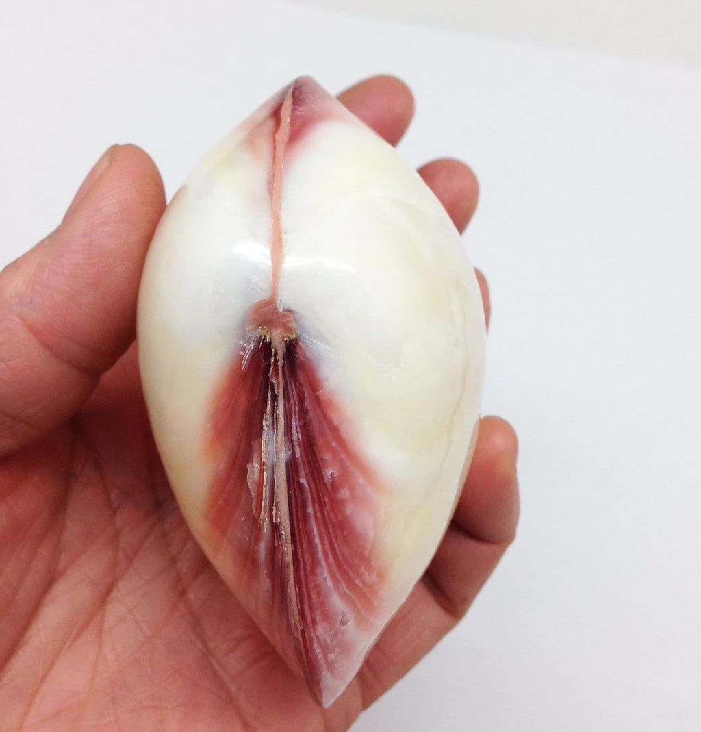 PEPPERLONELY 3 Pairs Polished Tiger Clam Sea Shells, 2 Inch ~ 3 Inch
