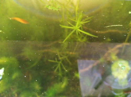 1 Cup of Live Guppy Grass Plus 1 Bunch of Hornwort Aquarium Plants, Freshwater Submerged Plants for Fish Tank