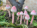 8-Pcs Handmade Glittery Pink Resin Mini Mushrooms for Fairy Desk Plants, Miniature Terrarium Decor & Micro Landscape (not Include The vase)