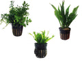 3 Water Fern Package Bolbitis | Windelov | Pteropus Hardy Leaf Live Potted Aquarium Plants for Freshwater Fish Tank by Greenpro