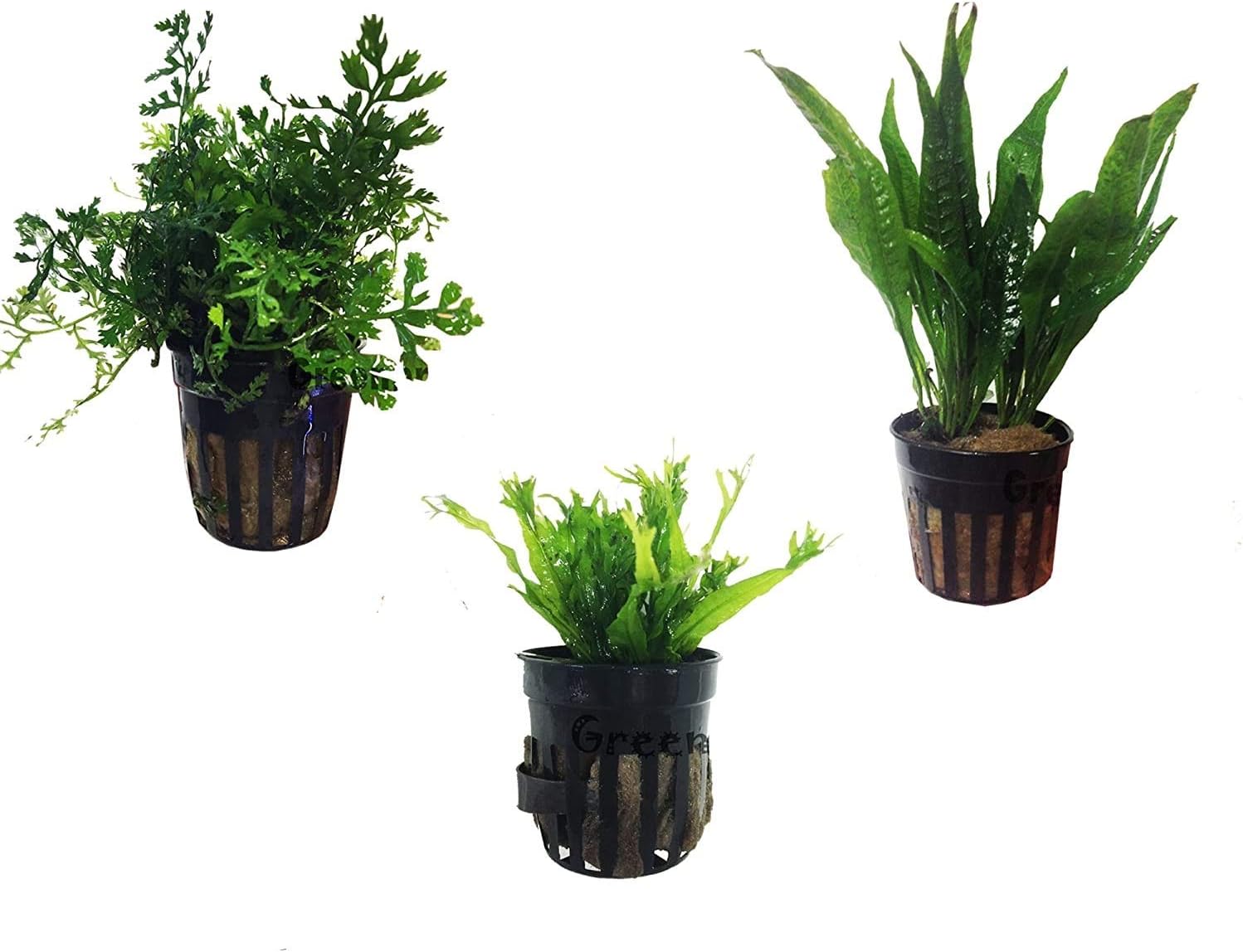 3 Water Fern Package Bolbitis | Windelov | Pteropus Hardy Leaf Live Potted Aquarium Plants for Freshwater Fish Tank by Greenpro