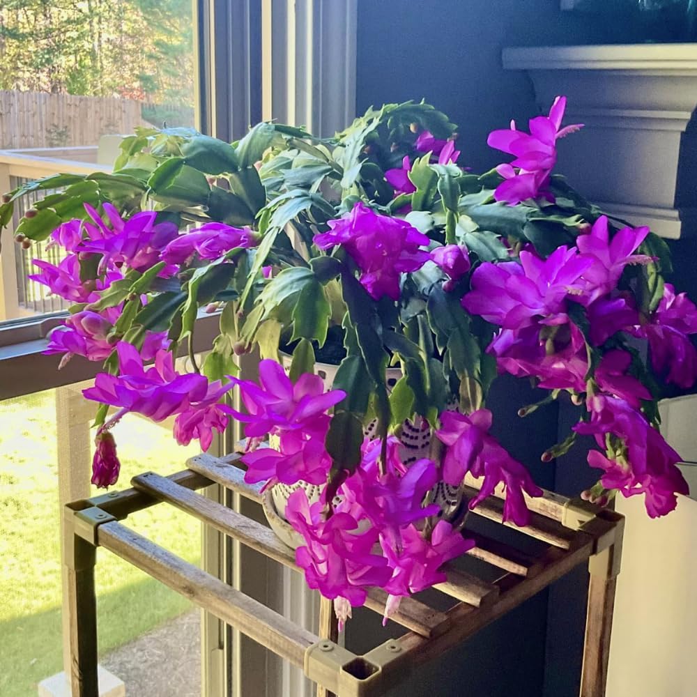 Purple Christmas Cactus Live Plant, Holiday Cactus Live for Indoor Outdoor Garden, 4 Inches Pot