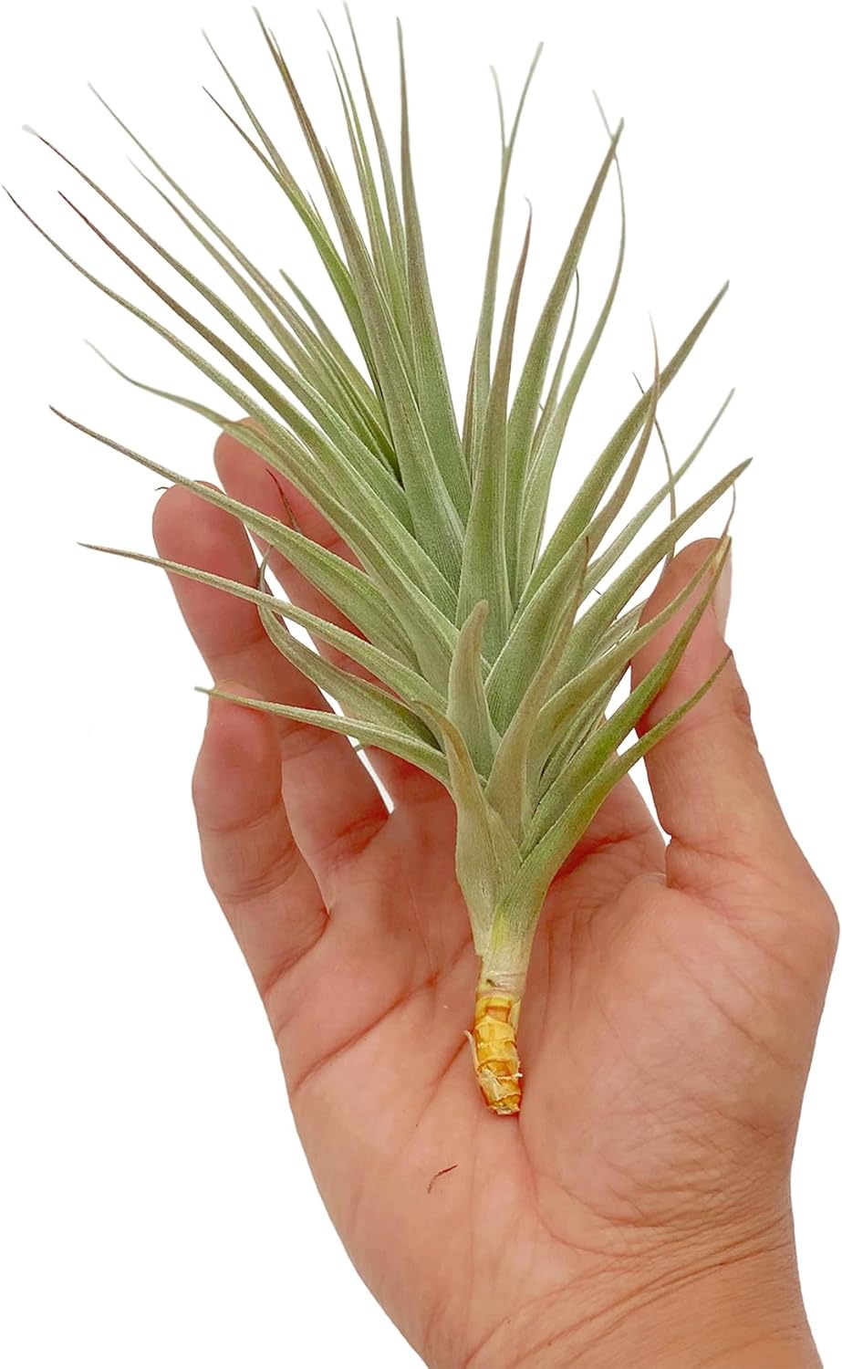 ragnaroc Air Plants - Flowering Tillandsia Lilla Lilac, Large 5" - 1ct - Live Arrival Gauranteed - House Plants for Home Decor & Gift
