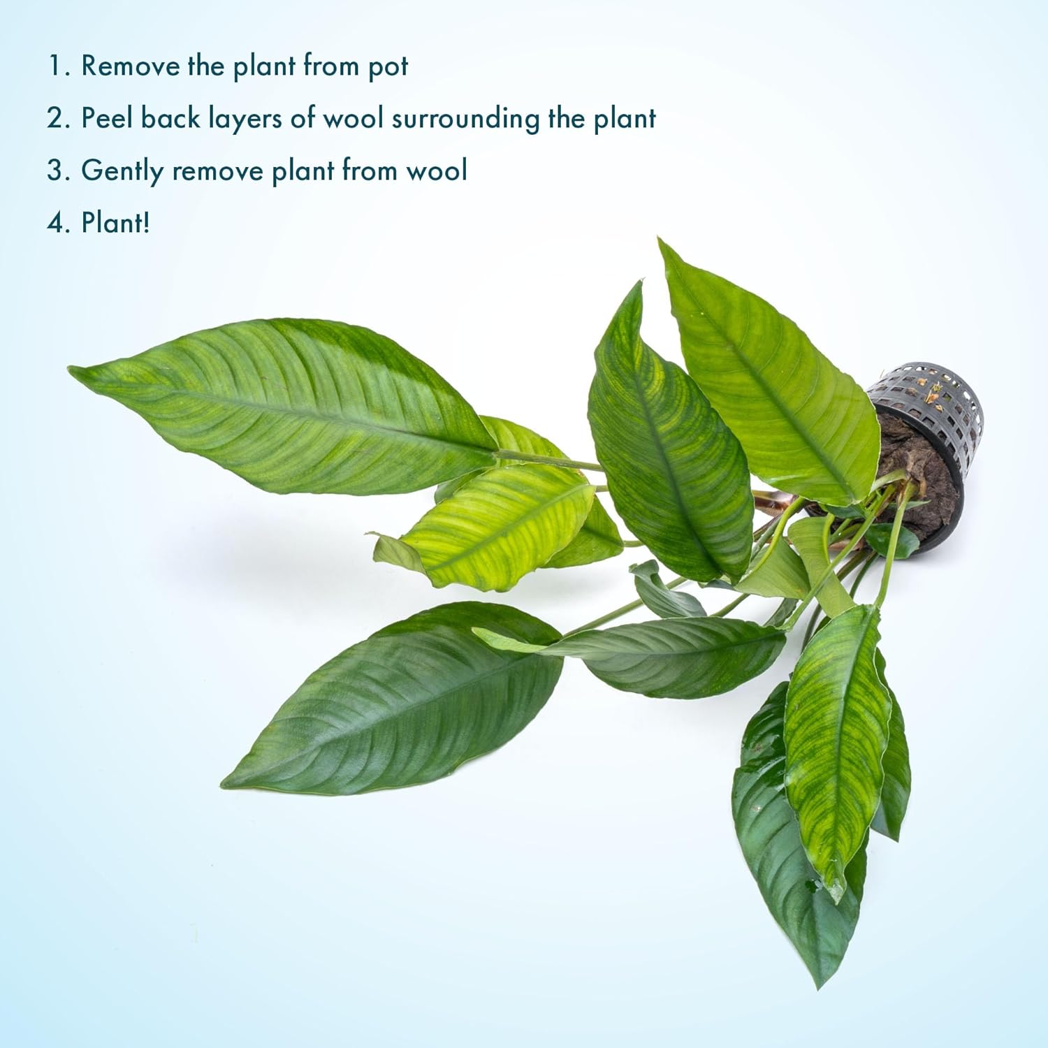 SubstrateSource Anubias Live Aquarium Plants - Potted Freshwater Plant for Fish Tanks, Terrariums - Beginner Friendly Low Light (Heterophylla, Mother Plant)