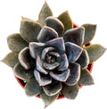 Live Succulent Plants (Echeveria 'Blue Prince'), Easy Care Potted Succulents, Approx 4" D x 5" H, Indoor Houseplant, Unique Gifts, Home Office Décor