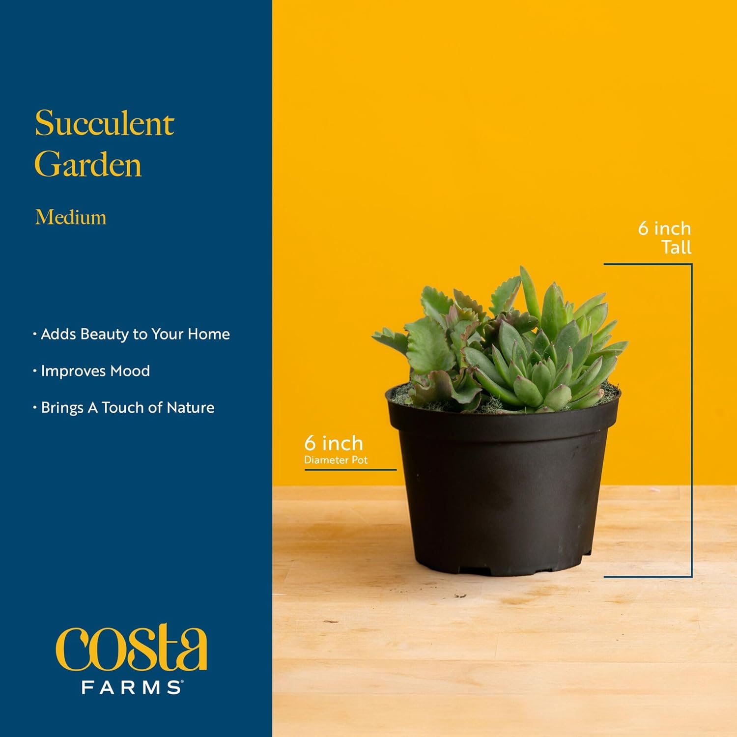 Costa Farms Live Succulent Garden Collection, Live Succulent Plants in Décor Pot, New House Plant Gift, Son, Room and Zen Garden Décor, 6-Inches Tall
