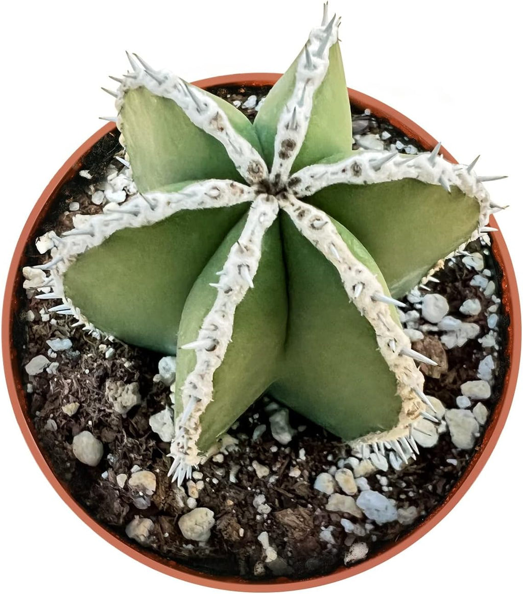 Live Succulents Mexican Fence Post Cactus (4-inch), Succulent Plants Fully Rooted in Pots with Soil, Easy-Care House Plant for DIY, Home Office Decor, Wedding Party Favor