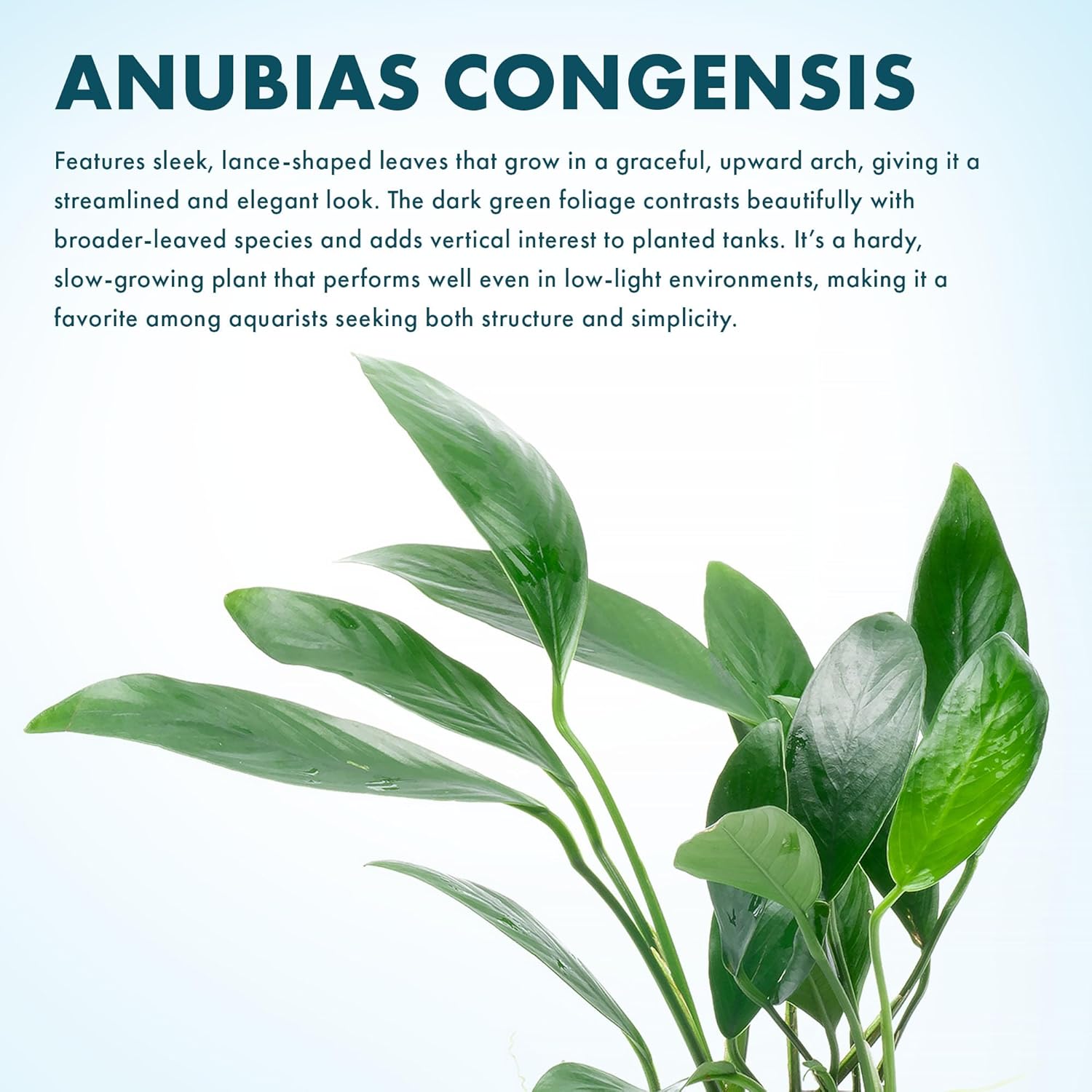 SubstrateSource Anubias Live Aquarium Plants - Potted Freshwater Plant for Fish Tanks, Terrariums - Beginner Friendly Low Light (Congensis, Mother Plant)
