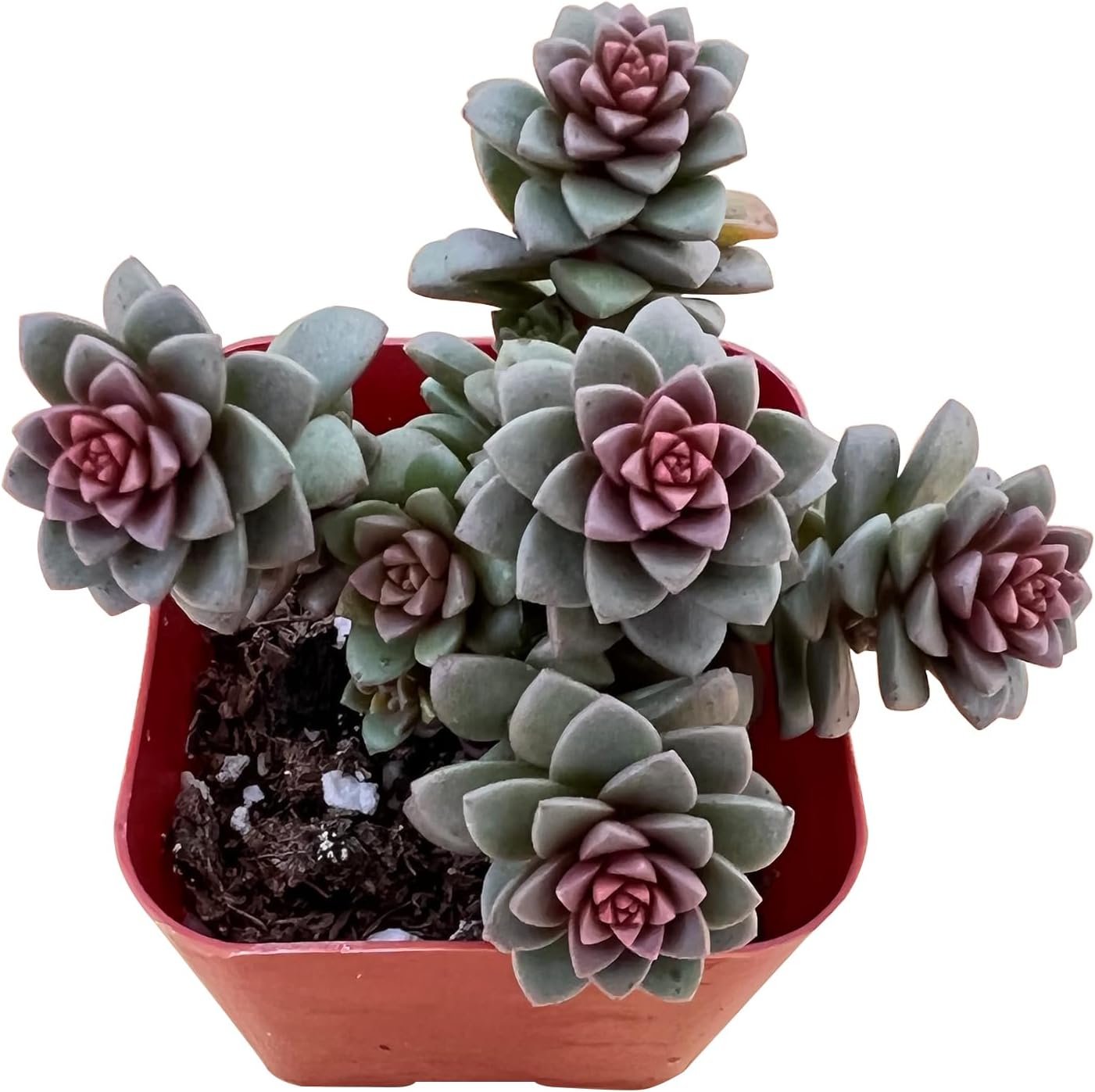 Sprout N Green X Cremnosedum cv. Little Gem, Live Succulent Fully Rooted in 2in Pot, Rare House Plant for Home Indoor Holiday Wedding Garden Decor, DIY Projects, Party Favor