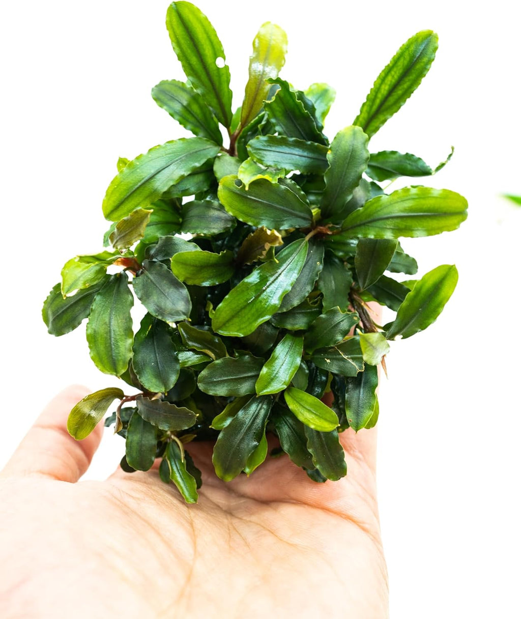 Bucephalandra Live Aquarium Plant Collection - Rare Aquatic Plants for Lush Aquarium Scapes, Natural Freshwater Fish Tank Decorations, Ideal Gift for Aquarists (Bucephalandra Pad (10+ Plants))